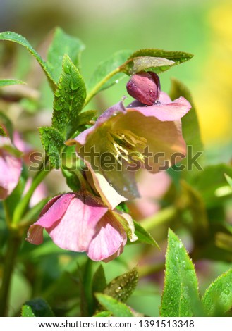 Beautiful pink Helleborus with drops of dew, spring flowers in garden