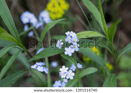 Small and bright Forget me not flowers, Myosotis sylvatica, composition with other green plants. Spring garden. Close up. Subtle blue flowers.