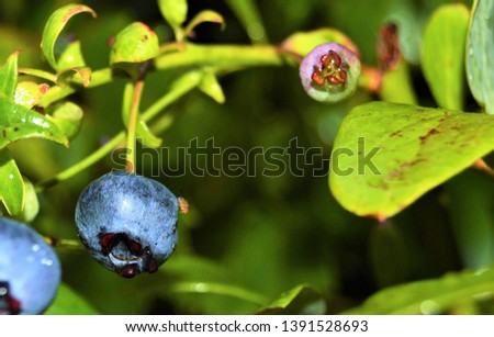 Wild Blueberries (vaccinium angustifolium) are distinct from their cultivated cousins in several significant ways. Unlike cultivated (highbush) blueberries, Wild (lowbush) Blueberries are not planted. Royalty-Free Stock Photo #1391528693