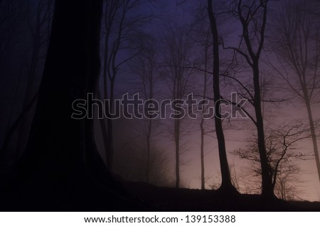 eerie forest with magical colors