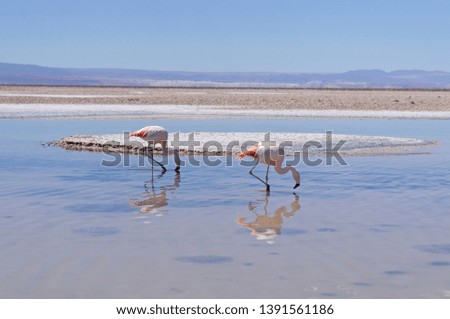 Flamingos in their natural habitat