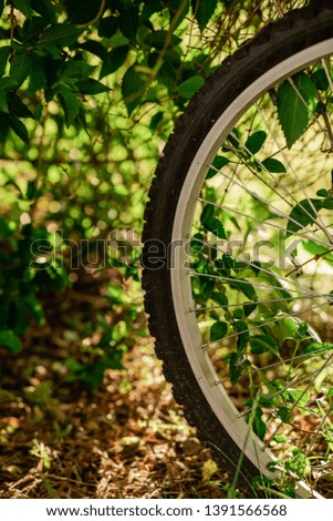 The Wheel of an abandoned bike in the woods. 