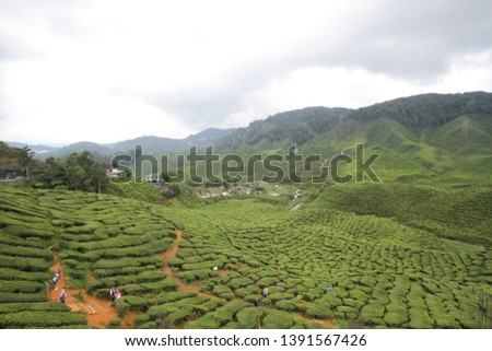 Tea plantation Cameron highlands, Malaysia.Image contain certain grain or noise & soft focus.