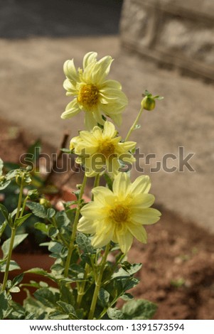 beautiful dahlia flower with leaves