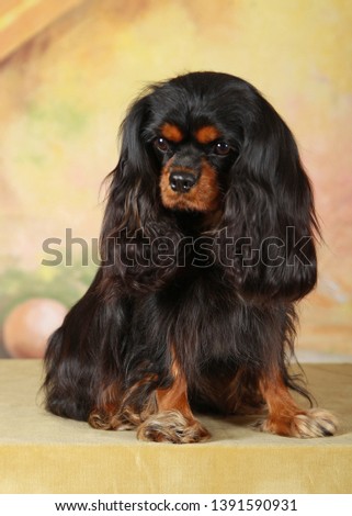 Beautiful Black and Tan King Charles Cavalier Posing for Elegant Studio Picture - Looking Downward with Curious Look on Face