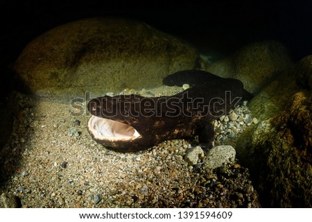 Japanese Giant Salamander Opens its Mouth in a River of Gifu, Japan