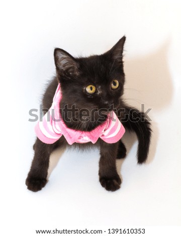 Black rescue kitten on white background wearing pink and white striped pullover shirt