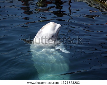 Beluga whale in deep sea