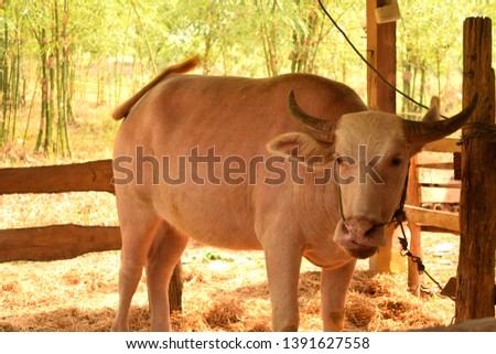 a albino buffalo is in the corrals at farm in Thailand