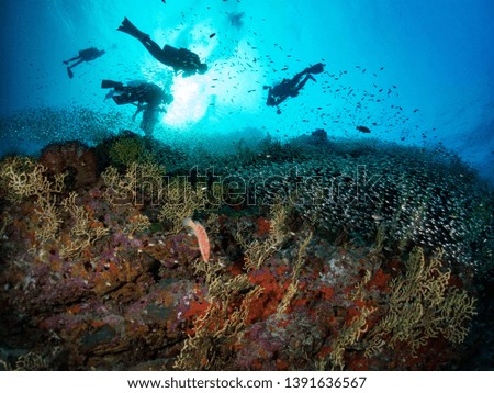 Life in the ocean with Scuba diving