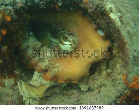 Under water pictures of a octopus in its den and out in the open