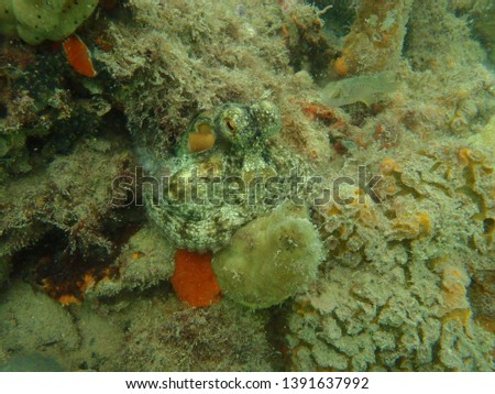 camouflaged Octopus hiding in plain sight, Under water pictures of a octopus in its den and out in the open