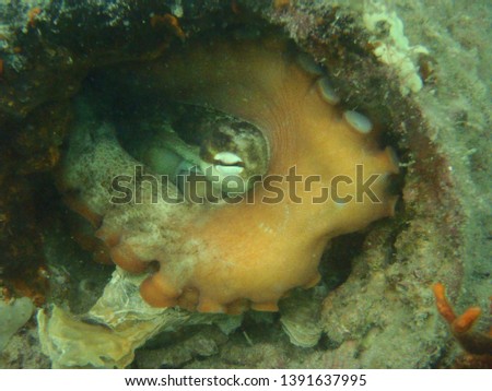 Under water pictures of a octopus in its den and out in the open