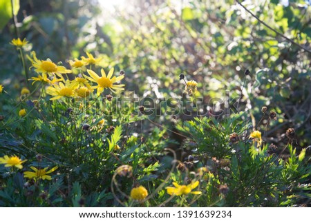 Yellow daisies in the sun