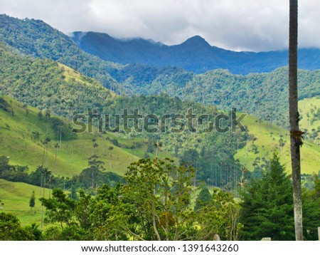 Giant Palm Trees in Cocora Valley, Colombia.