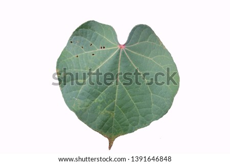 Heart-shaped leaves on a white background.      