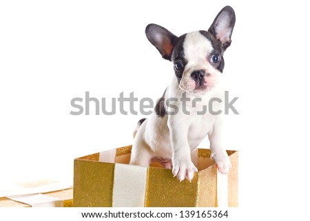 Adorable French bulldog puppy in present box isolated over white
