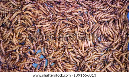 Worm used as bait. The background of many worms in the box is used as food for birds. Royalty-Free Stock Photo #1391656013