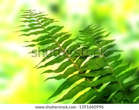 Green leaf isolated on blur background. Tree on green background. Beautiful plant for the background.