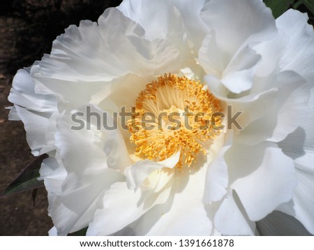 White Peony flower in the spring garden