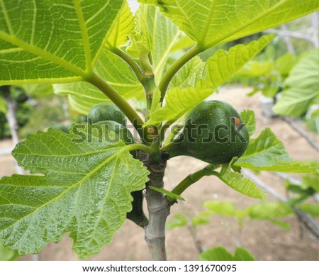 very young figs in the farm