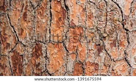 Close-up Pine-tree bark texture background, Arboretum in Sukhum, Abkhazia