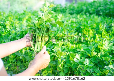 Hand of farmer holding Celery Hydroponics vegetable in famrland. Royalty-Free Stock Photo #1391678162