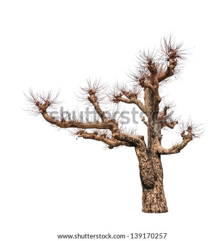 Old and dead tree isolated on white background