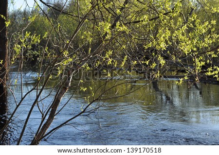 Landscapes and detail of the nature in the forest on the river Bank in early may. Russia, the national Park "Meshchersky.