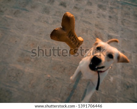 Dog trying to capture his flying food