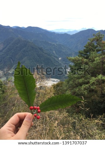 holly leaf founded in the mountain