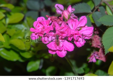Wild  flower with beautiful vibrant colours