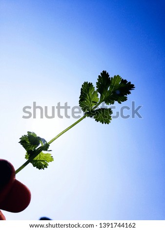 Coriander leaf with  sky in the  background