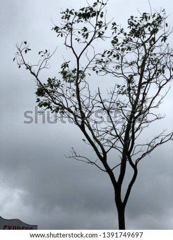 a tree picture taken at cloudy sky