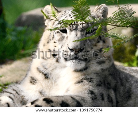 Elegant snow leopard, natural born model 