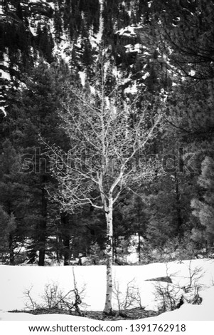 Colorado's San Juan National Forest is a true wilderness area with scenic landscapes. These photographs are in black and white-Monochrome to show the snow and various shades of gray in nature
