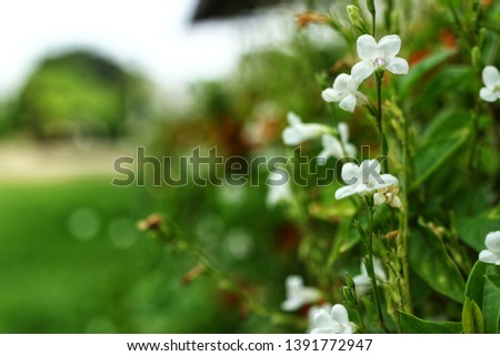 Beautiful white flowers and green leaves  Natural blur background in summer, images for abstract backgrounds