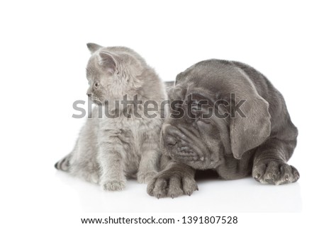 Neapolitan mastiff puppy and gray kitten looking away together. isolated on white background