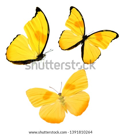 Set of colored butterflies isolated on white. tropical insects.