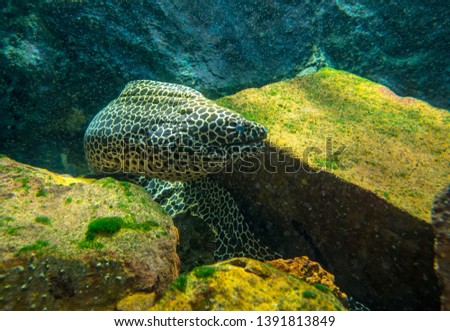 Spotted moray eel / Honeycomb Moray Eel (Gymnothorax favagineus) 