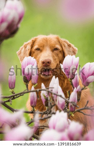 Dog sitting under a magnolia tree