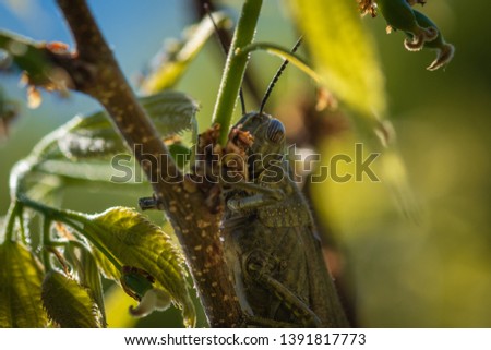 Macro photo of a large green grasshopper in its natural habitat, close-up