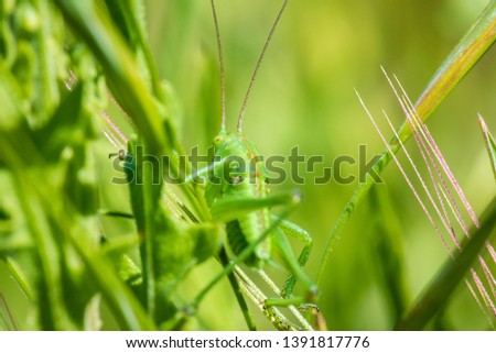 Macro photo of a large green grasshopper in its natural habitat, close-up