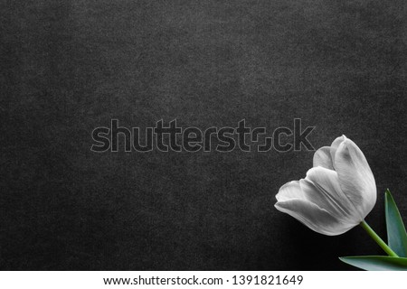 One fresh, tulip on black, dark background. Condolence card. Empty place for emotional, sentimental text, quote or sayings. 