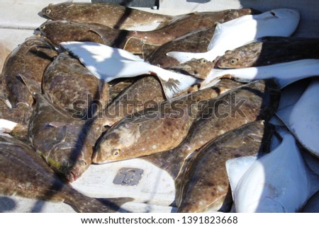 Halibut on a boat deck in Alaska, during the summer fishing season.