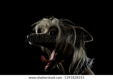 Portrait of an adorable Chinese crested dog yawning on black background.