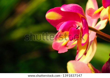 Wild, spathoglottis orchid with magenta orange color. This orchid is found on the ground level in the rain forest of asia.