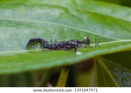 closeup shot of black scorpion in nature