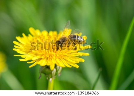 Bee on yellow dandelion