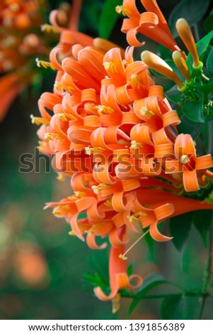 Close up Orange trumpet, Flame flower, Fire-cracker vine 